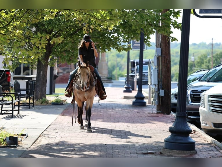 American Quarter Horse Merrie 11 Jaar  in Ripley