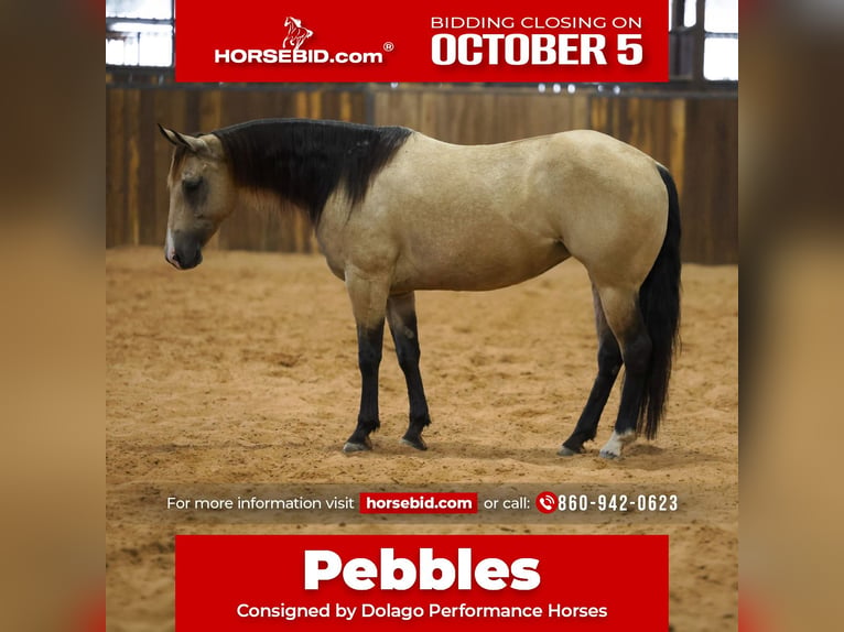 American Quarter Horse Merrie 11 Jaar  in Ripley