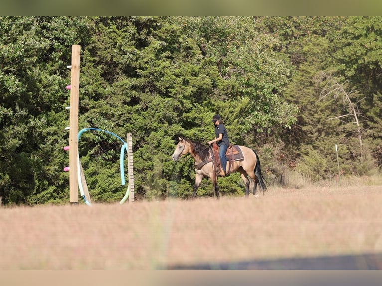 American Quarter Horse Merrie 11 Jaar  in Ripley