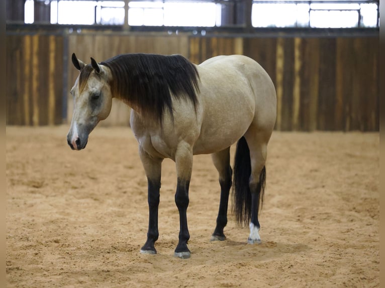 American Quarter Horse Merrie 11 Jaar  in Ripley