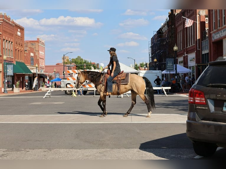 American Quarter Horse Merrie 11 Jaar  in Ripley