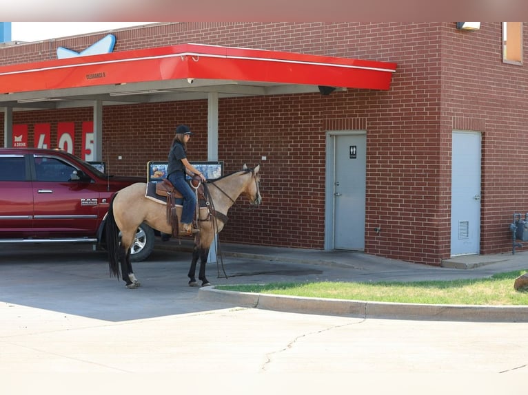 American Quarter Horse Merrie 11 Jaar  in Ripley