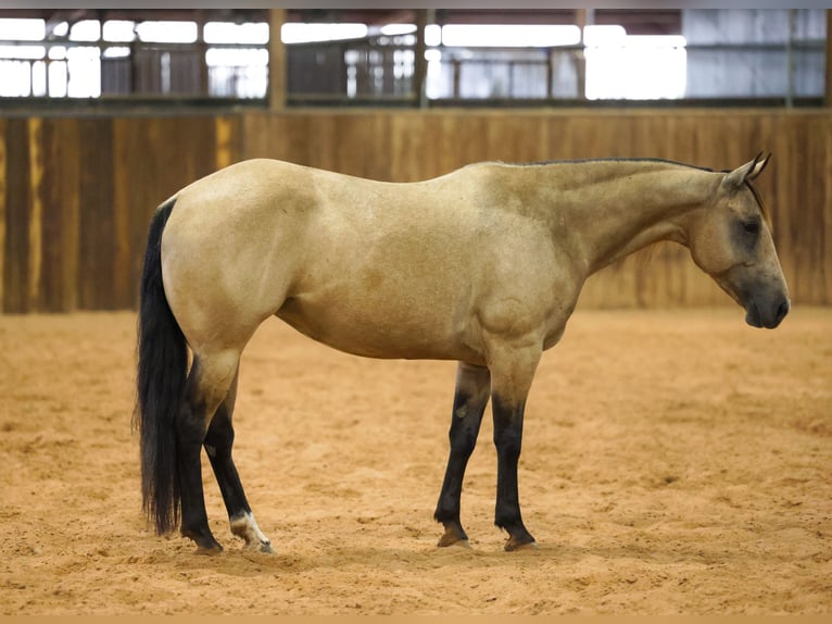 American Quarter Horse Merrie 11 Jaar  in Ripley