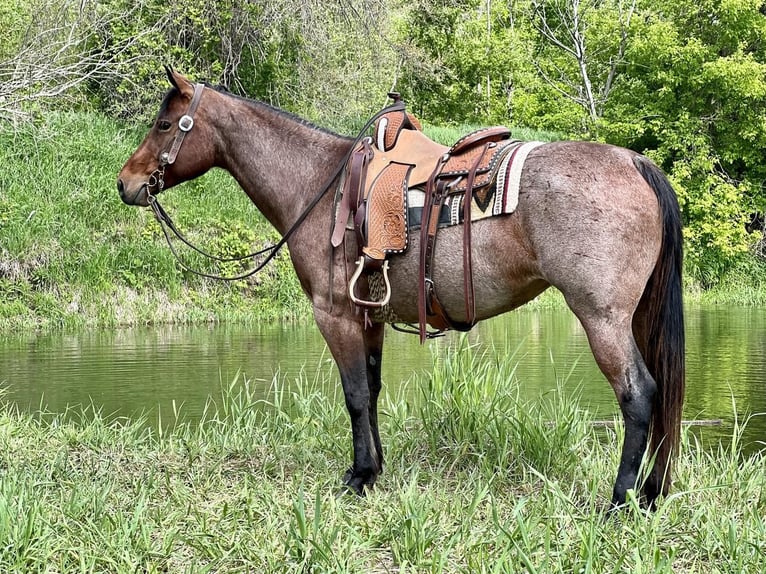 American Quarter Horse Merrie 11 Jaar Roan-Bay in Zearing, IA
