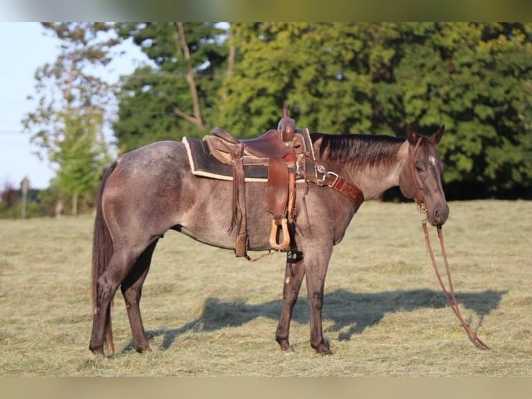 American Quarter Horse Merrie 11 Jaar Roan-Blue in Marshall MO
