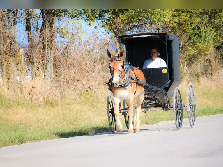 American Quarter Horse Merrie 11 Jaar Roodvos in Flemingsburg Ky