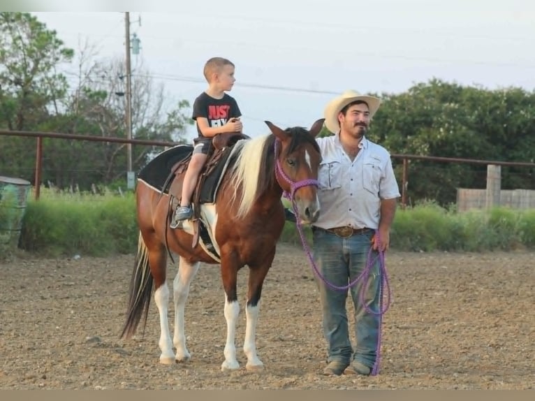 American Quarter Horse Merrie 11 Jaar Tobiano-alle-kleuren in Cave Creek AZ