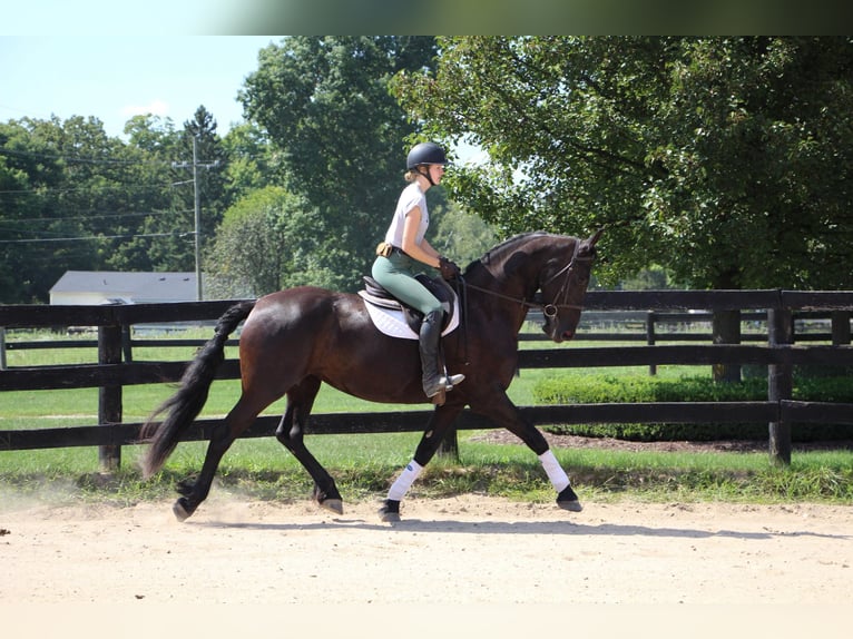 American Quarter Horse Merrie 11 Jaar Zwart in Highland MI