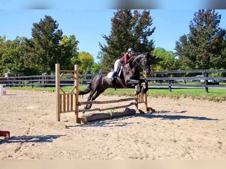 American Quarter Horse Merrie 11 Jaar Zwart in Highland MI