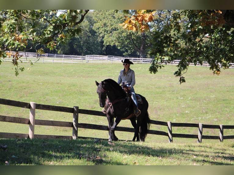 American Quarter Horse Merrie 11 Jaar Zwart in Highland MI