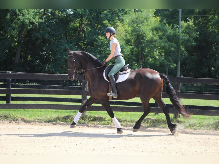 American Quarter Horse Merrie 11 Jaar Zwart in Highland MI