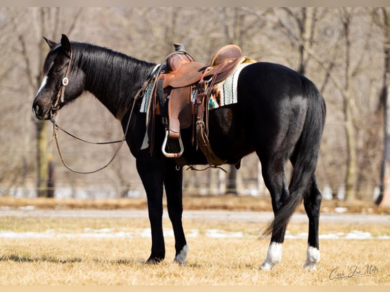 American Quarter Horse Merrie 11 Jaar Zwart in Lewistown IL