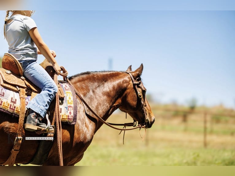 American Quarter Horse Merrie 12 Jaar 124 cm Roodbruin in Quitman AR