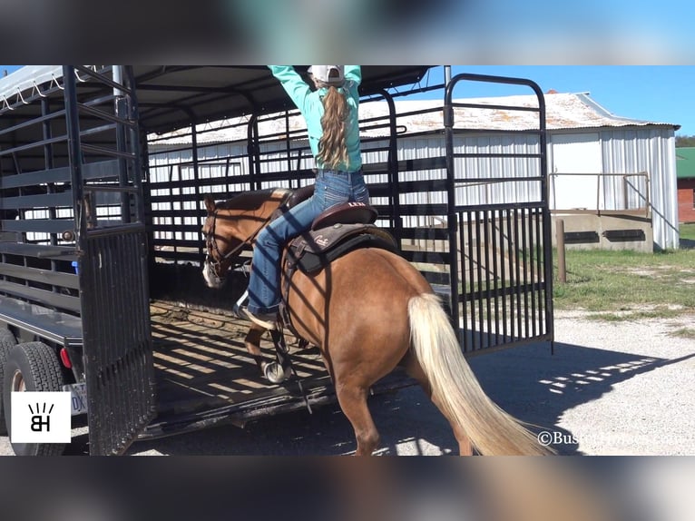 American Quarter Horse Merrie 12 Jaar 132 cm Palomino in Weatherford TX