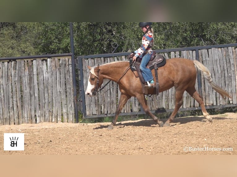 American Quarter Horse Merrie 12 Jaar 132 cm Palomino in Weatherford TX