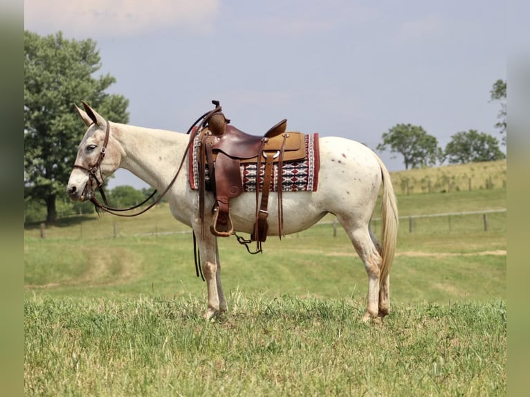 American Quarter Horse Merrie 12 Jaar 137 cm Donkere-vos in Brooksville KY