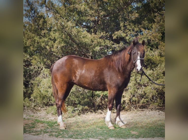 American Quarter Horse Merrie 12 Jaar 137 cm Roodbruin in Libson IA