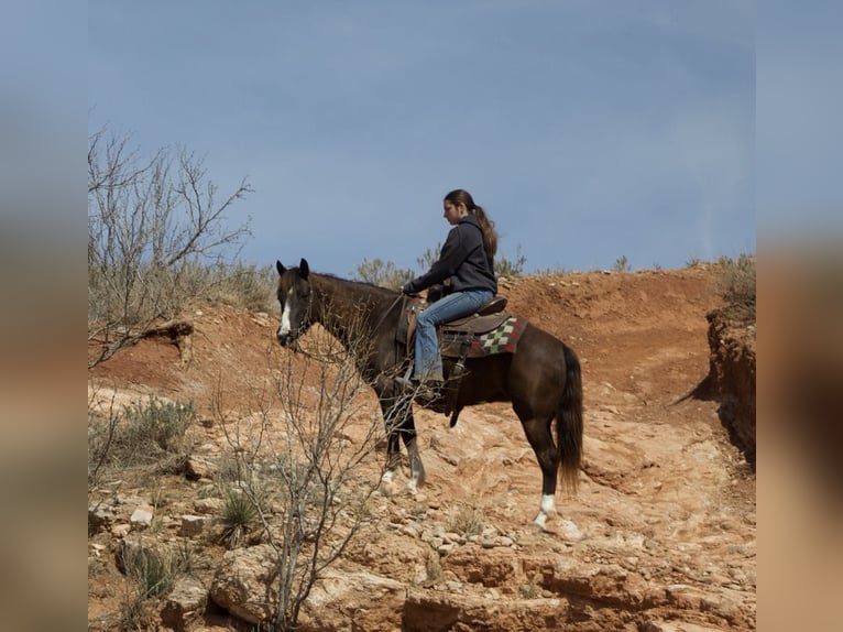 American Quarter Horse Merrie 12 Jaar 137 cm Roodbruin in Libson IA
