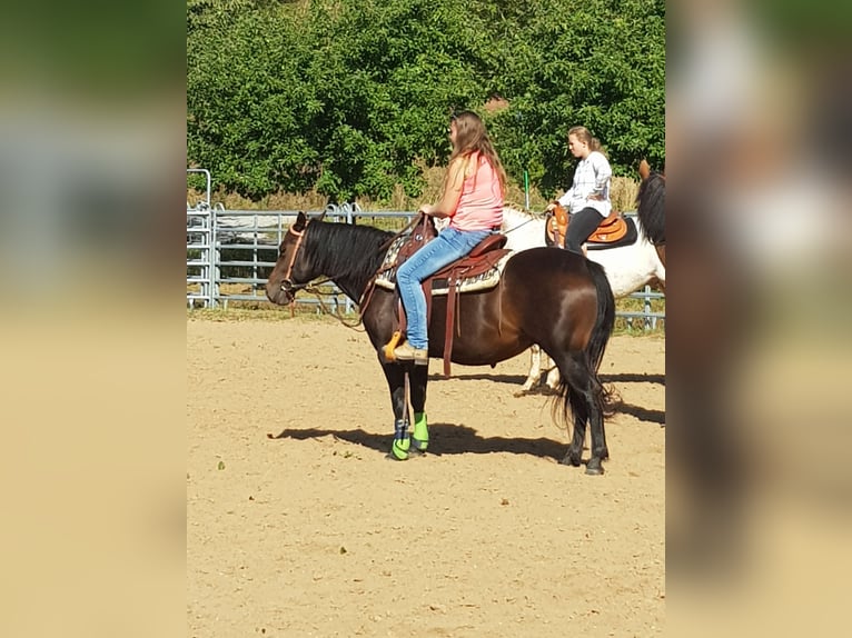 American Quarter Horse Merrie 12 Jaar 138 cm Bruin in Büttstedt