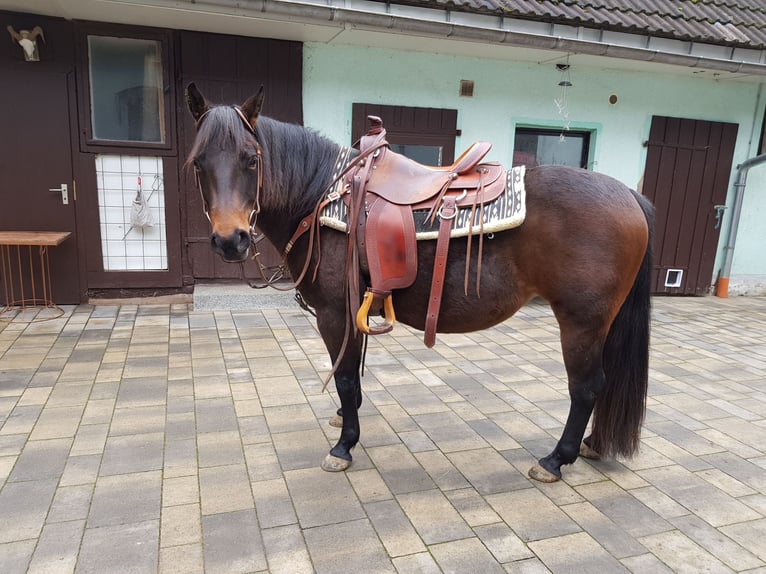 American Quarter Horse Merrie 12 Jaar 138 cm Bruin in Büttstedt