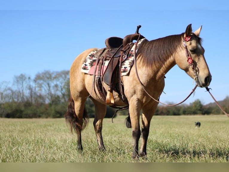 American Quarter Horse Merrie 12 Jaar 142 cm Buckskin in Mt Hope AL