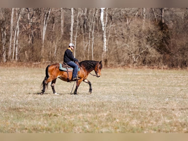 American Quarter Horse Merrie 12 Jaar 142 cm Buckskin in Cleveland TN