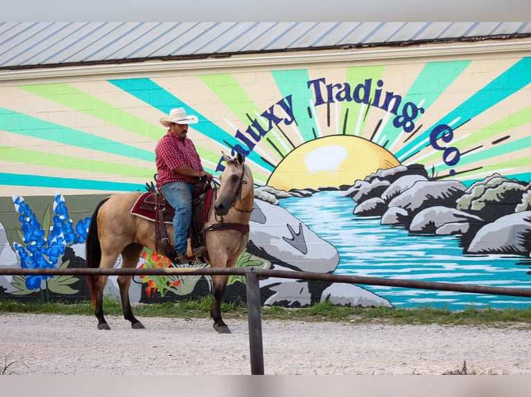 American Quarter Horse Merrie 12 Jaar 142 cm Buckskin in Stephenville TX