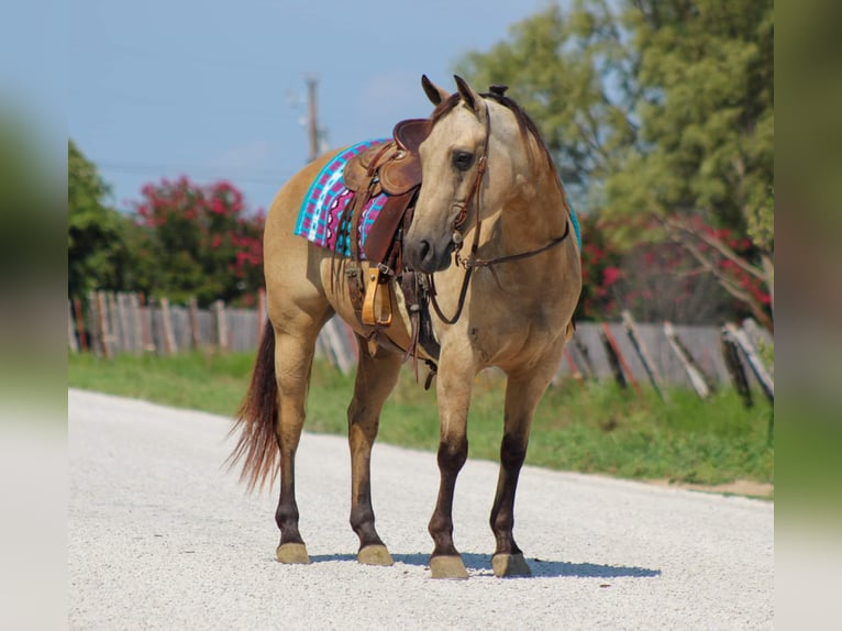 American Quarter Horse Merrie 12 Jaar 142 cm Buckskin in Stephenville TX