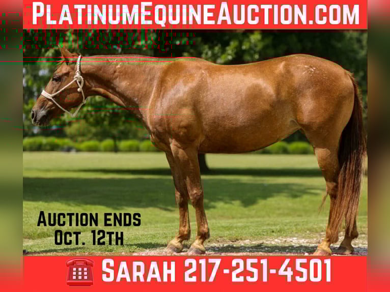 American Quarter Horse Merrie 12 Jaar 142 cm Donkere-vos in Fely OK