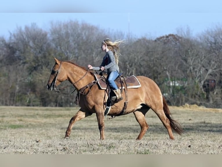 American Quarter Horse Merrie 12 Jaar 142 cm Falbe in Weatherford, TX