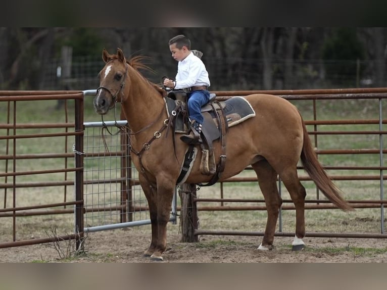 American Quarter Horse Merrie 12 Jaar 142 cm Falbe in Weatherford, TX