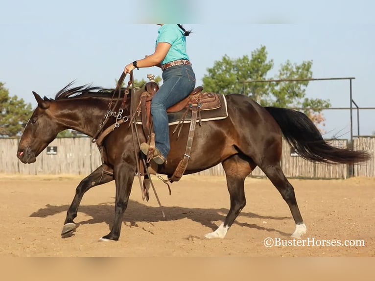 American Quarter Horse Merrie 12 Jaar 142 cm Zwart in weatherford TX