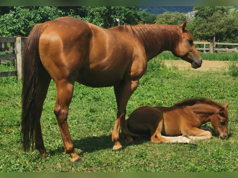 American Quarter Horse Merrie 12 Jaar 145 cm Donkere-vos in Pressath