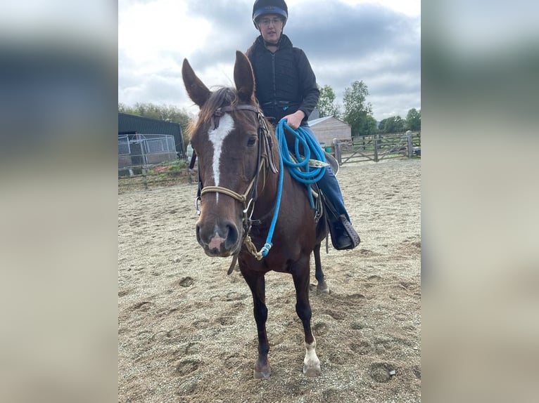 American Quarter Horse Merrie 12 Jaar 145 cm Palomino in Brecon