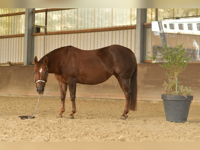 American Quarter Horse Merrie 12 Jaar 146 cm Donkere-vos in Geilenkirchen