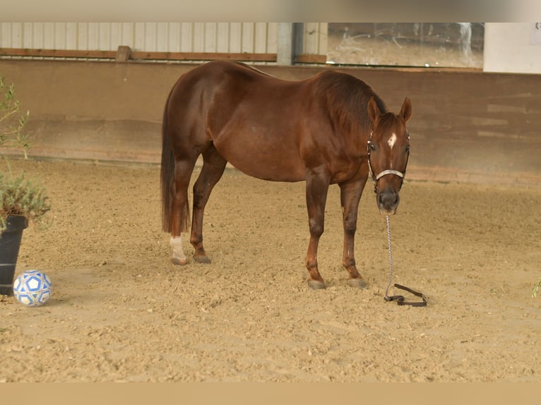 American Quarter Horse Merrie 12 Jaar 146 cm Donkere-vos in Geilenkirchen