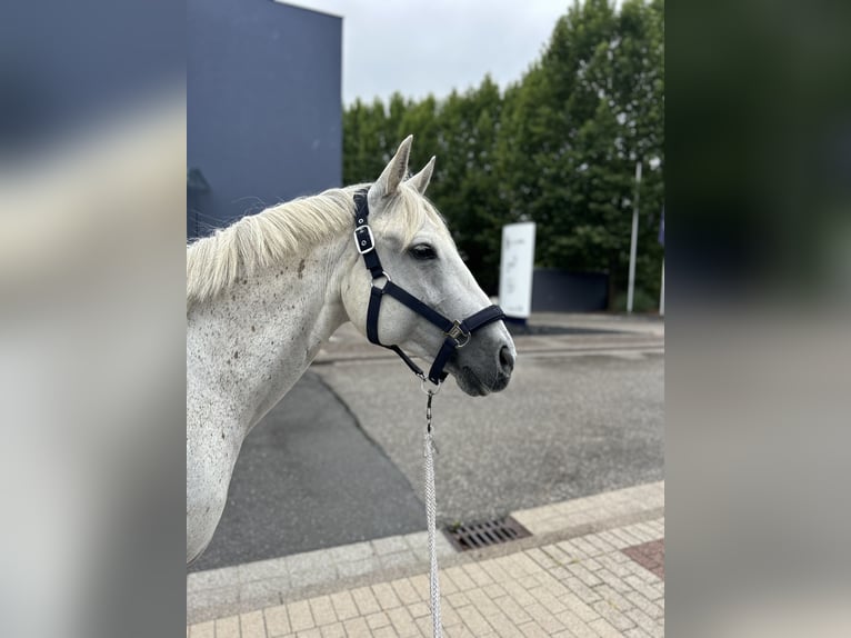 American Quarter Horse Merrie 12 Jaar 146 cm Vliegenschimmel in Illingen