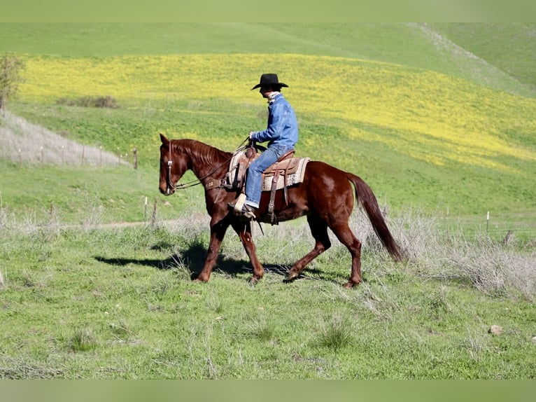 American Quarter Horse Merrie 12 Jaar 147 cm Donkere-vos in Paicines CA