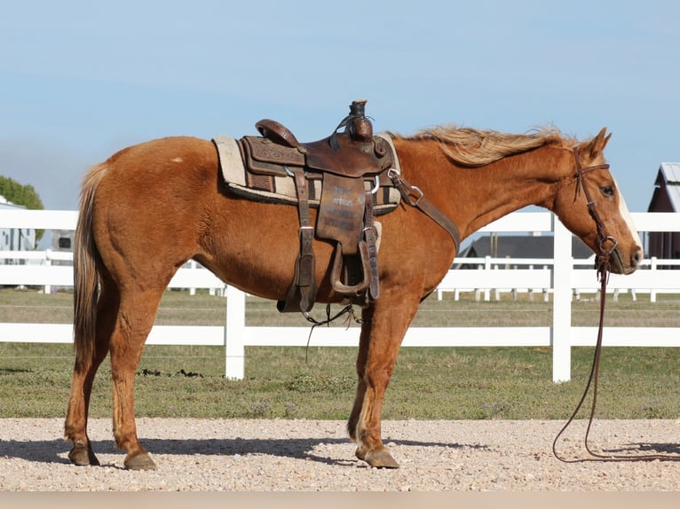 American Quarter Horse Merrie 12 Jaar 147 cm Palomino in Mckinney