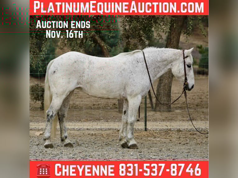 American Quarter Horse Merrie 12 Jaar 147 cm Schimmel in Bitterwater CA