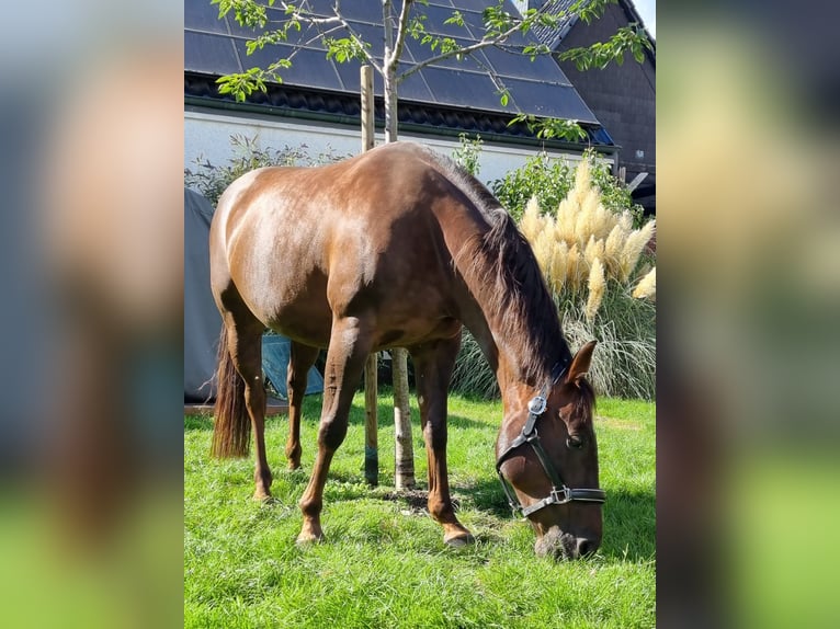 American Quarter Horse Merrie 12 Jaar 148 cm Donkere-vos in Marl