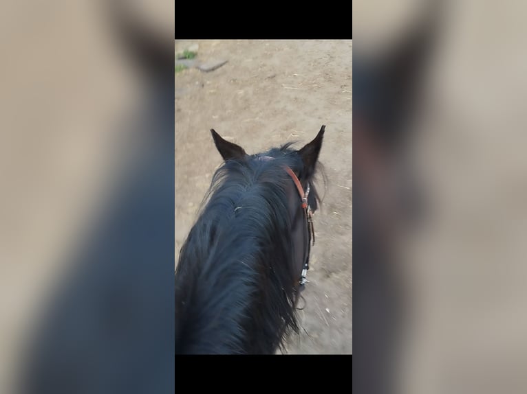 American Quarter Horse Merrie 12 Jaar 148 cm Falbe in Kevelaer