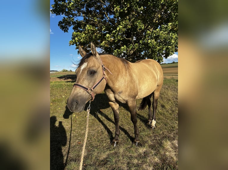 American Quarter Horse Merrie 12 Jaar 149 cm Buckskin in Steinfeld