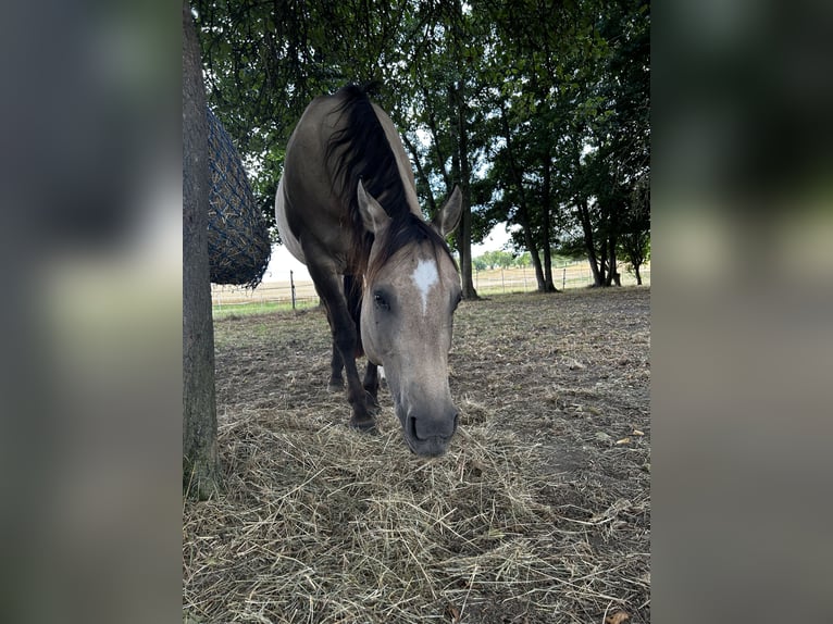 American Quarter Horse Merrie 12 Jaar 149 cm Buckskin in Steinfeld