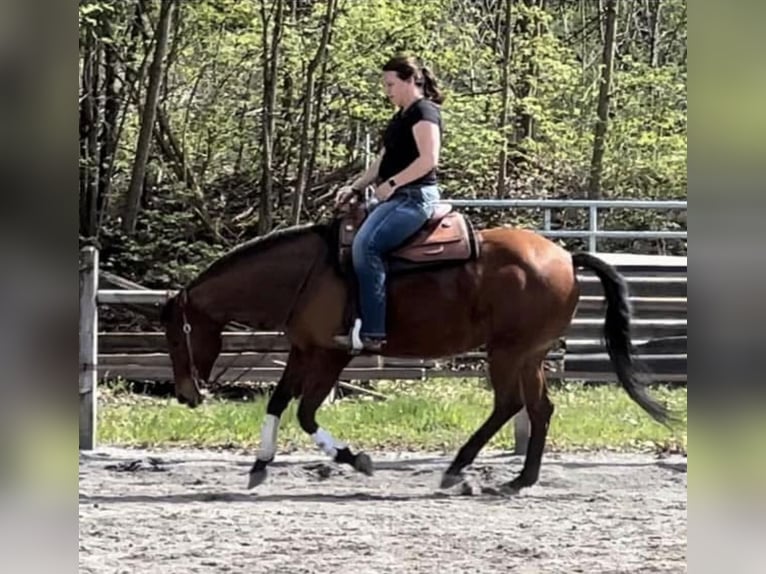 American Quarter Horse Merrie 12 Jaar 150 cm Bruin in Schwarzach im Pongau, Salzburg