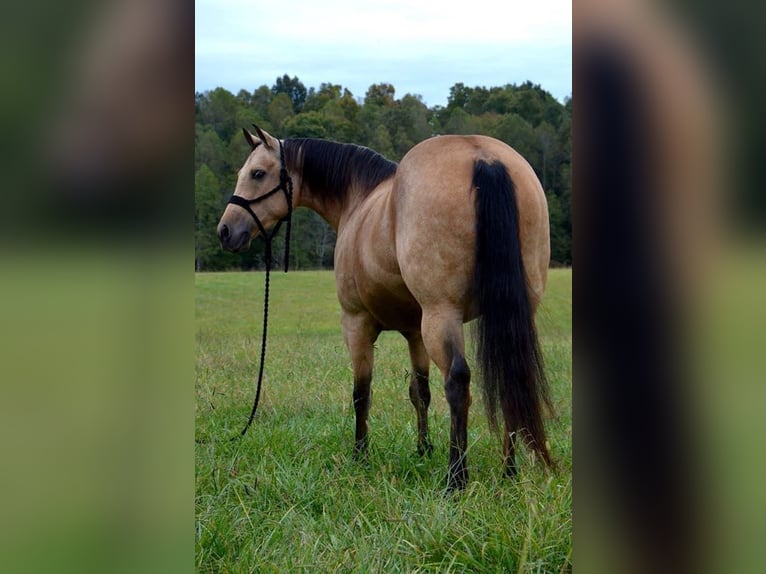 American Quarter Horse Merrie 12 Jaar 150 cm Buckskin in Mt Hope AL