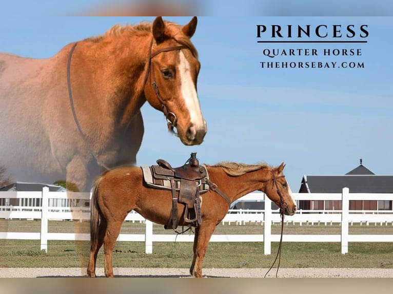 American Quarter Horse Merrie 12 Jaar 150 cm Palomino in Mckinney, tx