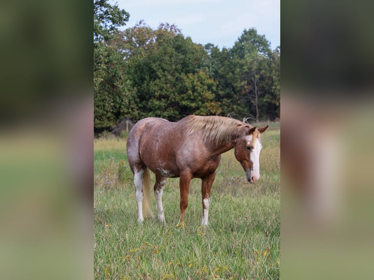 American Quarter Horse Mix Merrie 12 Jaar 150 cm Roan-Red in Owensville