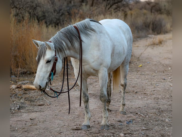 American Quarter Horse Merrie 12 Jaar 150 cm Schimmel in Camp Verde AZ