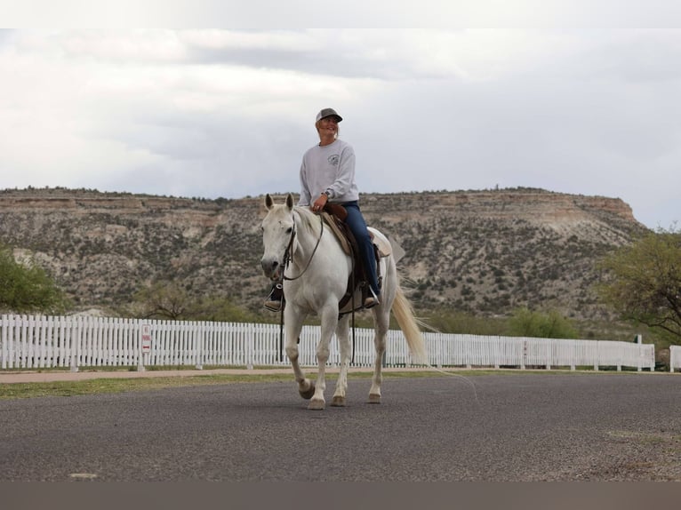 American Quarter Horse Merrie 12 Jaar 150 cm Schimmel in Cottonwood AZ
